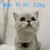 Thumbnail photo of Pear #3