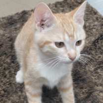 Thumbnail photo of F25 SB 1617 Vivian Leigh #1