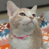 Thumbnail photo of F25 SB 1614 Faye Wray #1