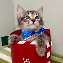 Thumbnail photo of Vincent #1