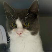 Thumbnail photo of Rufus #1