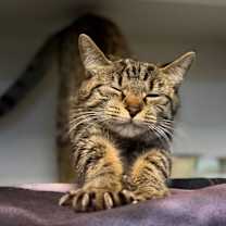 Thumbnail photo of Nutmeg #1