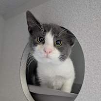 Thumbnail photo of Rufus #2