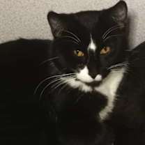 Thumbnail photo of Rudolph #3