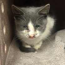 Thumbnail photo of Rufus #3