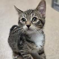 Thumbnail photo of Pringle #1