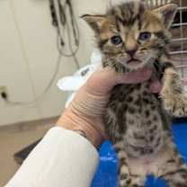 Thumbnail photo of Pop Tart #2