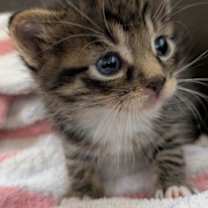 Thumbnail photo of Pringle #2