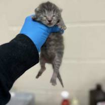 Thumbnail photo of Hatter #2