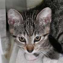 Thumbnail photo of Appaloosa #1