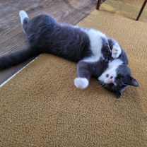 Thumbnail photo of Asmar #2