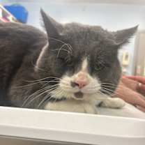 Thumbnail photo of Asmar #3