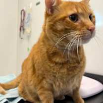 Thumbnail photo of Survivor #1