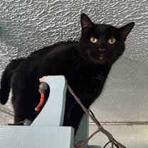 Thumbnail photo of Beatrice #2