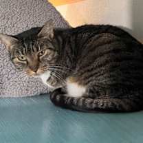 Thumbnail photo of Perch #1