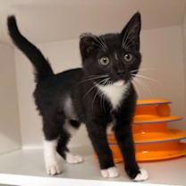 Thumbnail photo of Mayfly #1