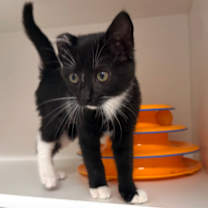 Thumbnail photo of Mayfly #2