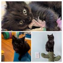 Thumbnail photo of Kala Chana #2