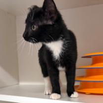 Thumbnail photo of Mayfly #3