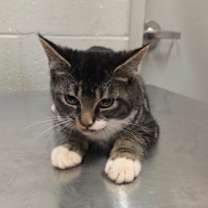 Thumbnail photo of Lexi CNTY552 #2