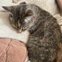 Thumbnail photo of Freckles #3