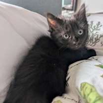 Thumbnail photo of Kala Chana #3