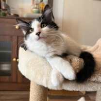 Thumbnail photo of Snoopy #1