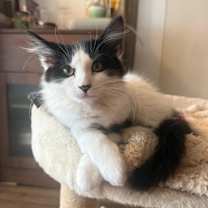 Thumbnail photo of Snoopy #2