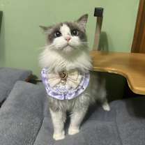 Thumbnail photo of Abel #4