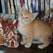 Thumbnail photo of Linus #1