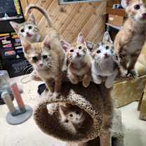 Thumbnail photo of Linus #2