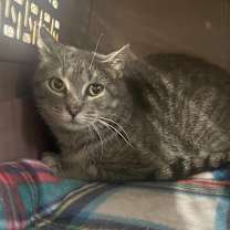 Thumbnail photo of Pecial Kitty  #2