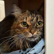 Thumbnail photo of Penny #1