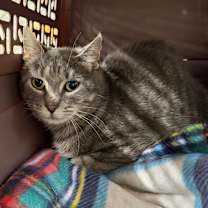 Thumbnail photo of Pecial Kitty  #3