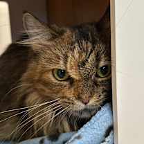 Thumbnail photo of Penny #2