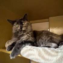 Thumbnail photo of Harvest Moon  #2