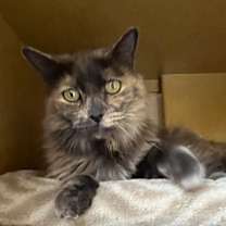 Thumbnail photo of Harvest Moon  #3