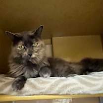 Thumbnail photo of Harvest Moon  #4