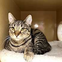 Thumbnail photo of Sammy (Shakira) #1