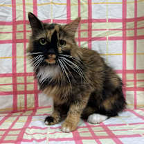 Thumbnail photo of SVAS-Stray-37985 #1