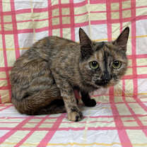 Thumbnail photo of SVAS-Stray-37984 #2