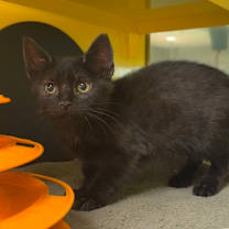 Thumbnail photo of Goober #3