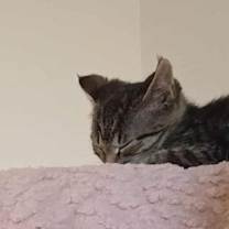 Thumbnail photo of Beaumont #3