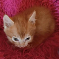 Thumbnail photo of Brooklyn #3