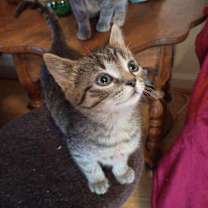 Thumbnail photo of Beaumont #4