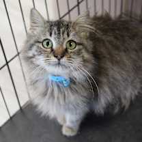 Thumbnail photo of Cece  #1