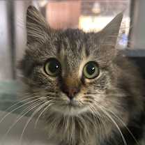 Thumbnail photo of Cece  #2