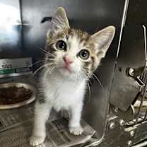 Thumbnail photo of Irwin #1