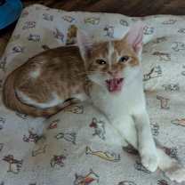 Thumbnail photo of Ragnarok #1