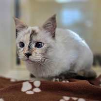 Thumbnail photo of Pura #3